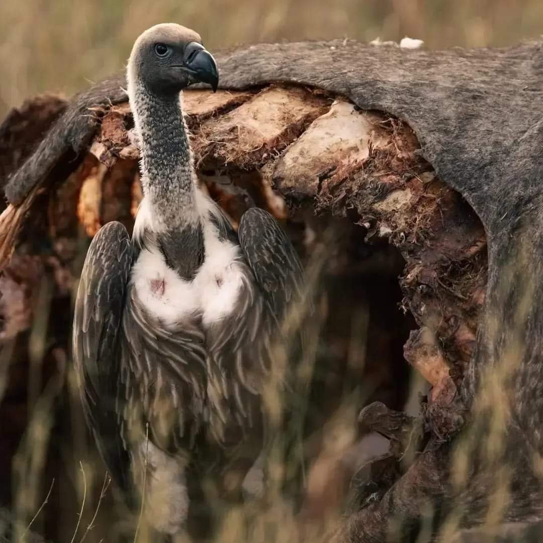 White-Backed Vulture — Masai Mara
