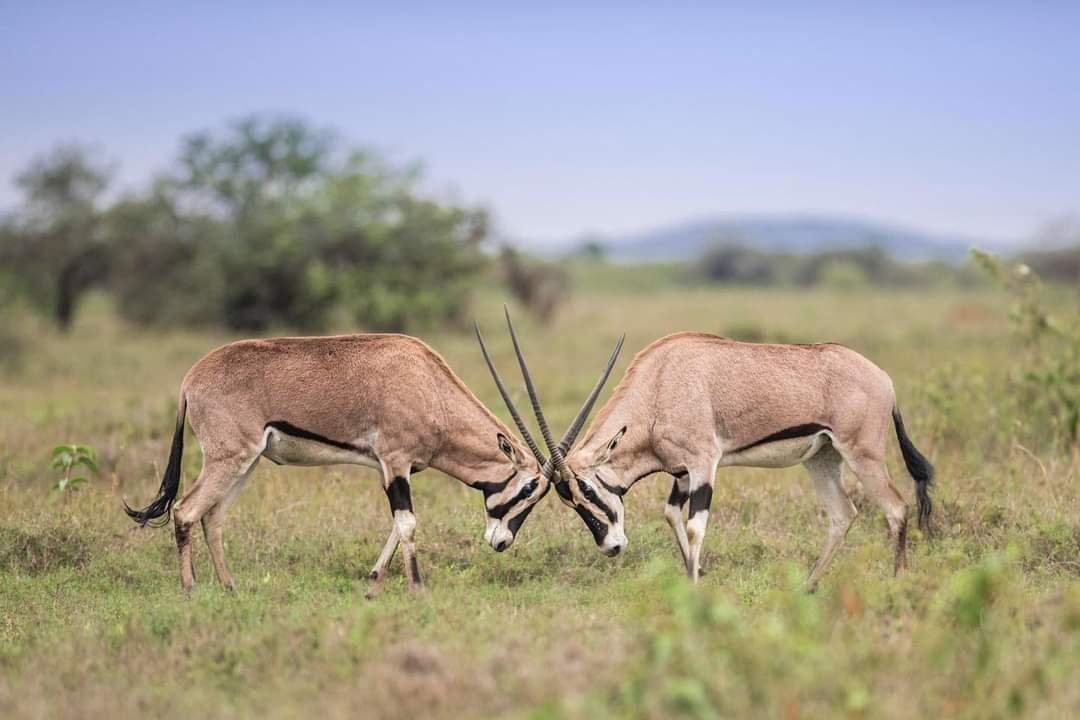 Beisa Oryx Sparring — Samburu
