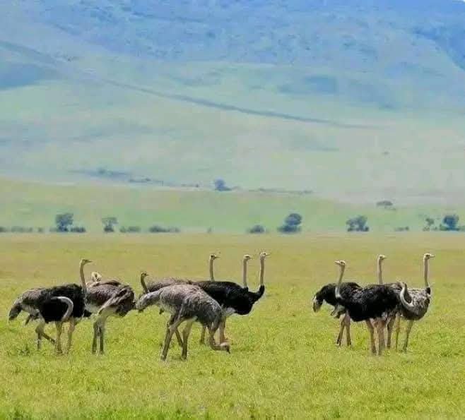 Ostrich Herd — Ngorongoro Crater
