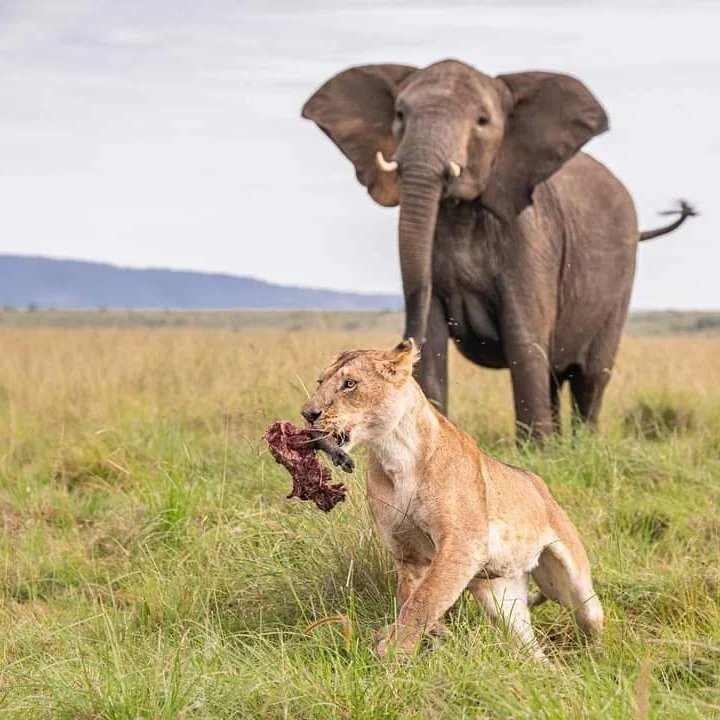 Lioness With Kill — Serengeti