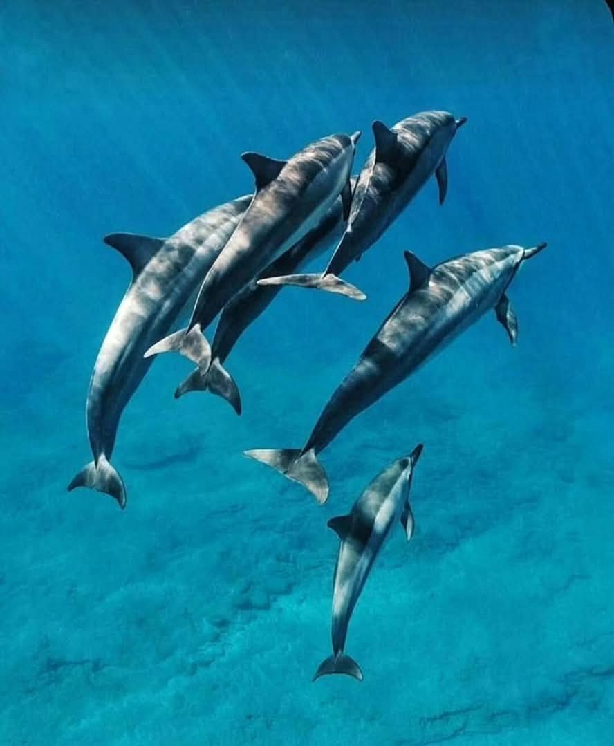 Dolphin Pod — Zanzibar Coast
