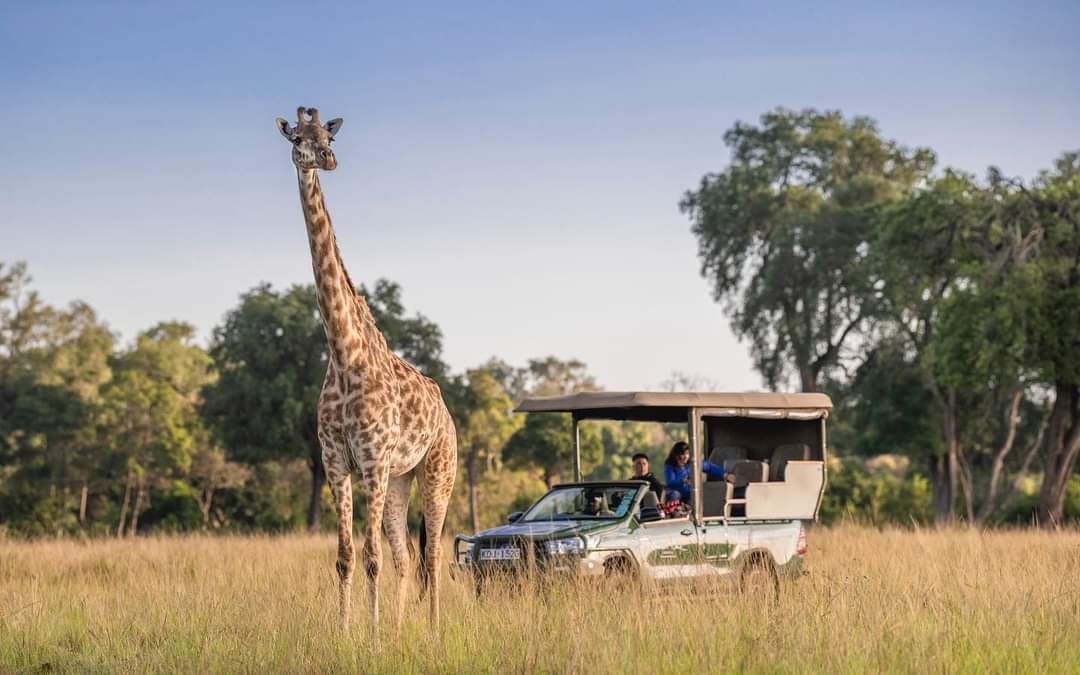 Masai Giraffe — Masai Mara