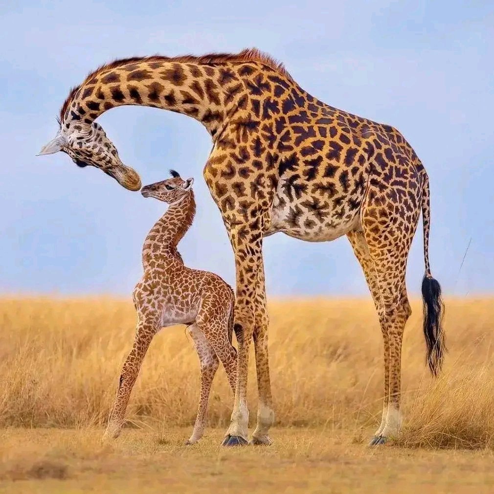 Masai Giraffe and Calf — Serengeti