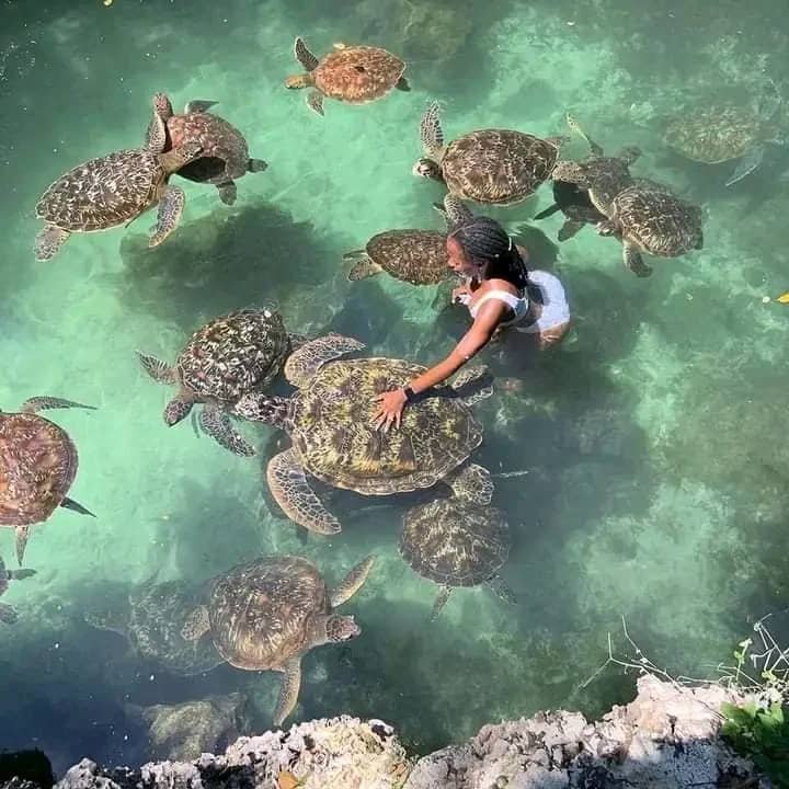 Green Sea Turtles — Nungwi