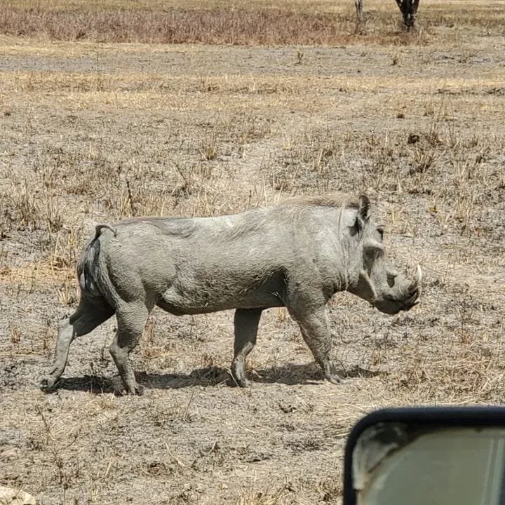 Common Warthog — Masai Mara