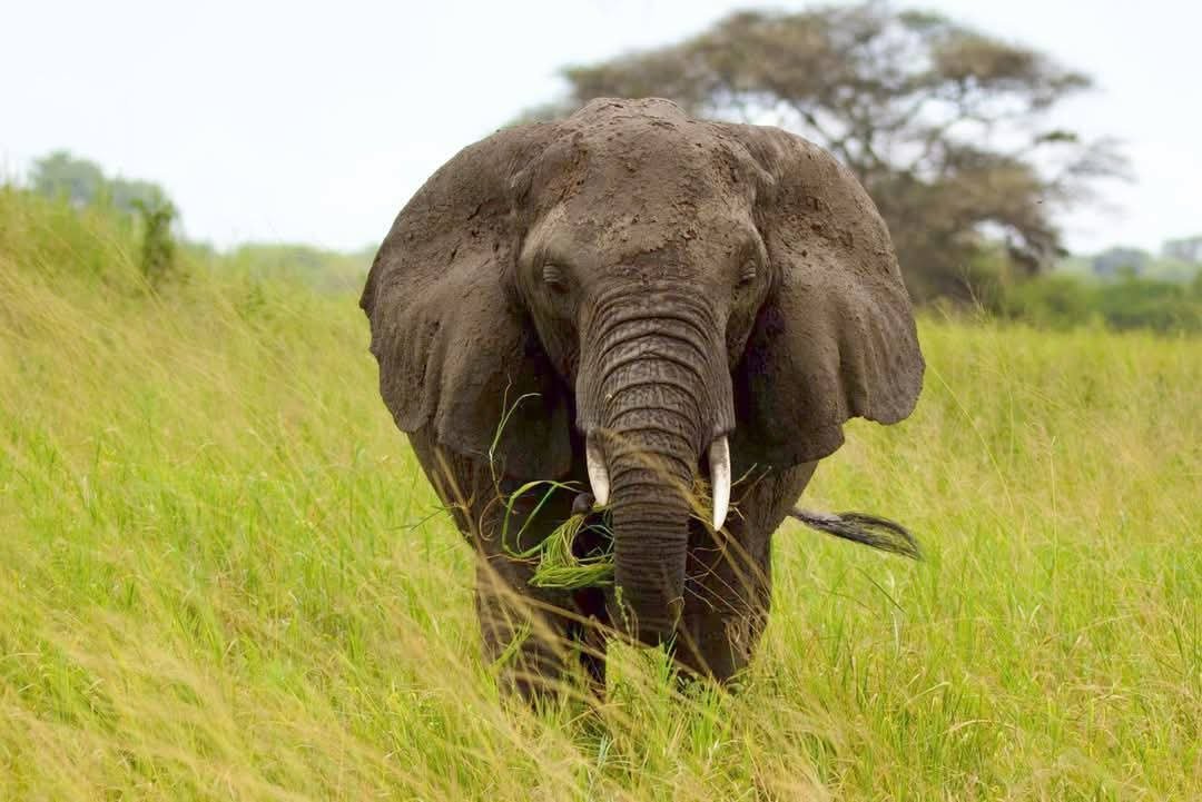 African Elephant — Masai Mara
