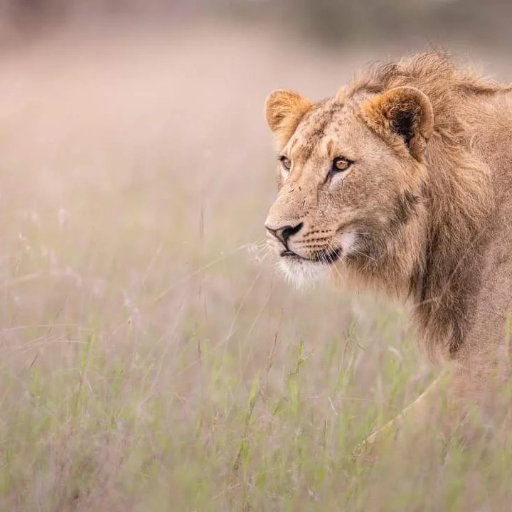 Young Male Lion — Masai Mara