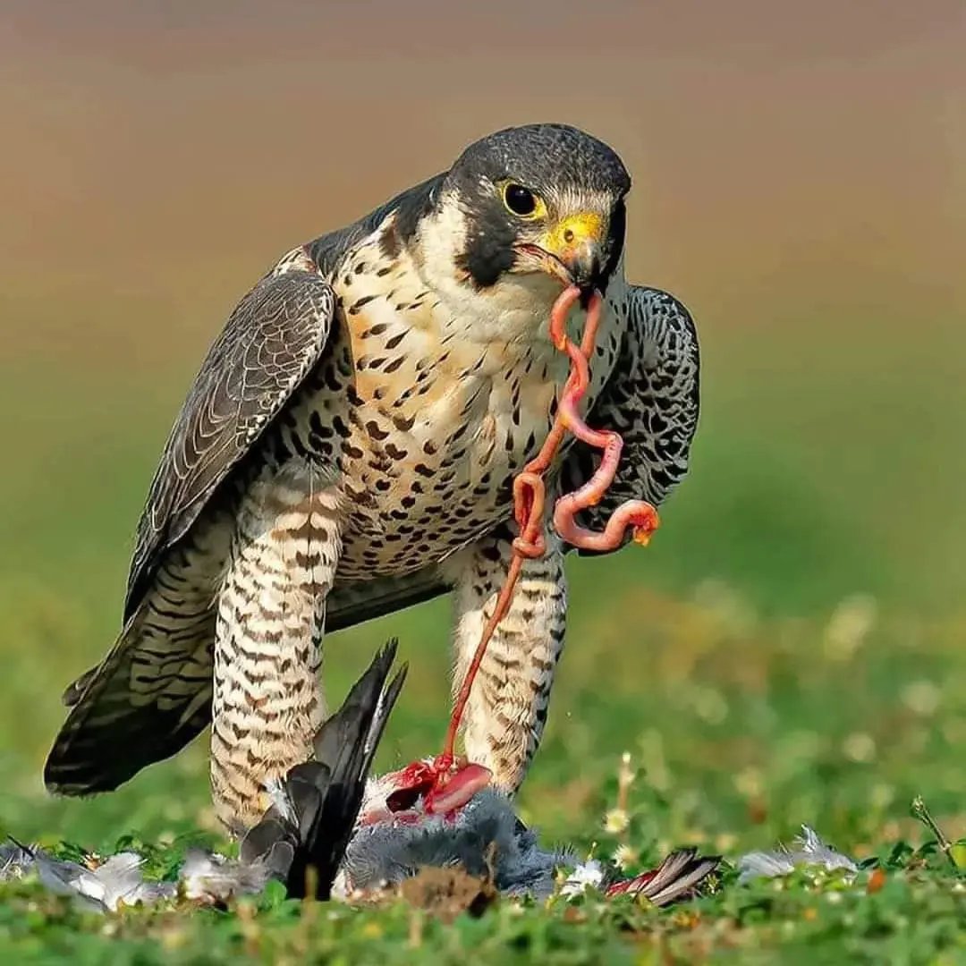 Peregrine Falcon — East Africa