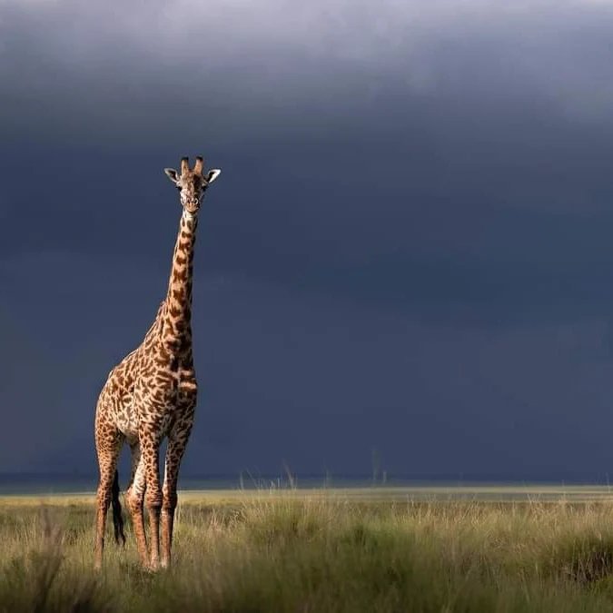 Masai Giraffe — Masai Mara