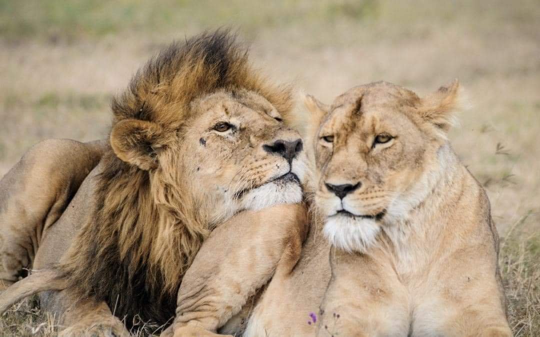 Lion Pair — Masai Mara