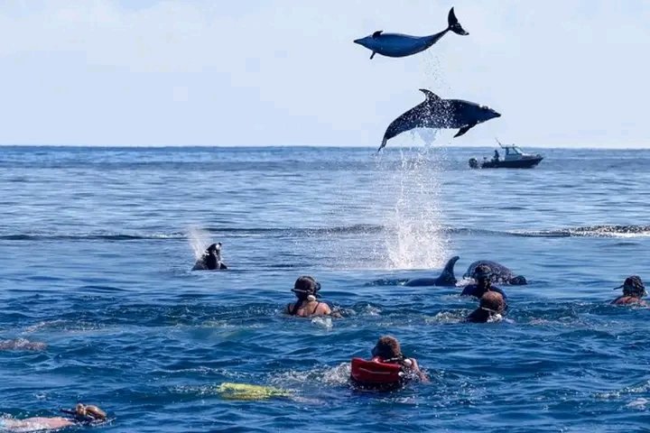 Dolphins Leaping — Zanzibar Coast