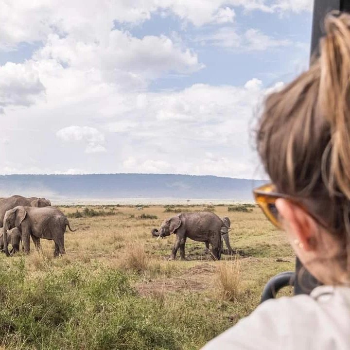 Elephant Herd — Masai Mara
