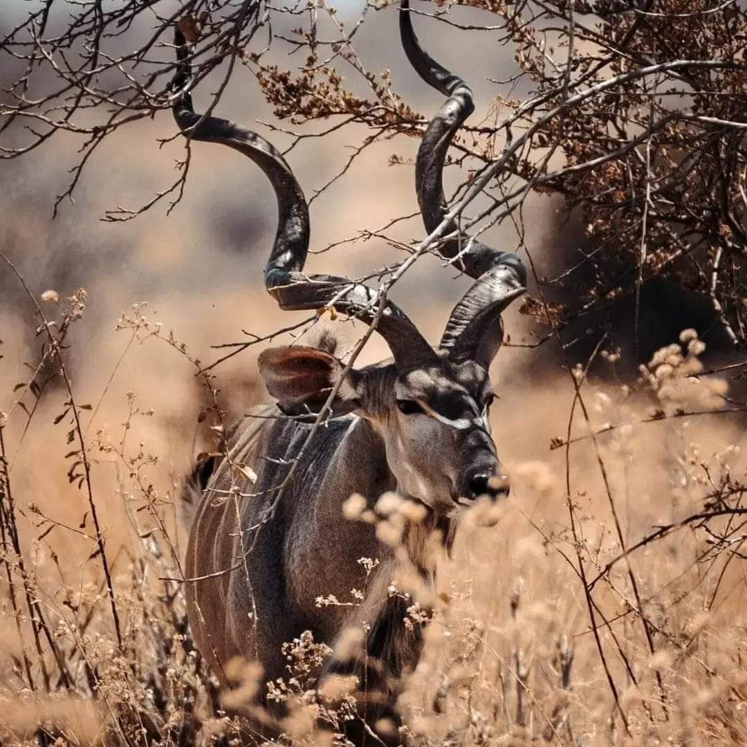 Greater Kudu — East Africa