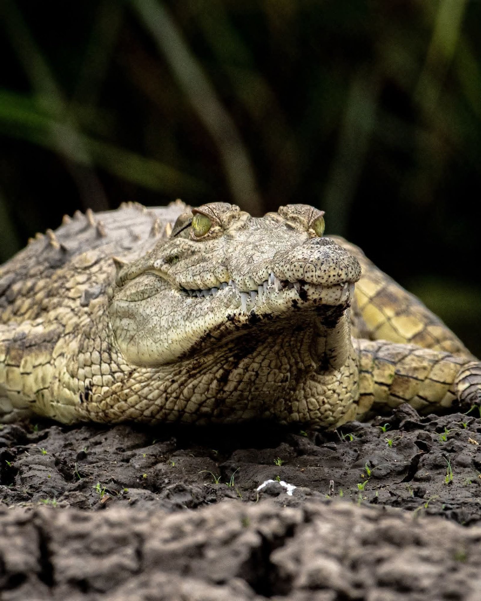 Nile Crocodile — East Africa