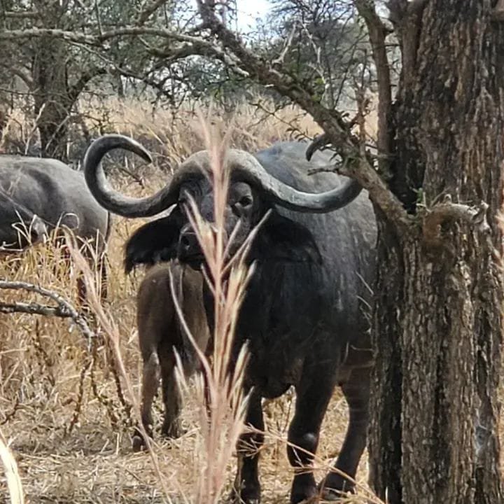 Cape Buffalo — East African Savanna