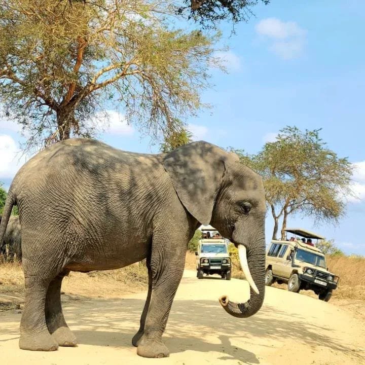 African Elephant — East African Savanna