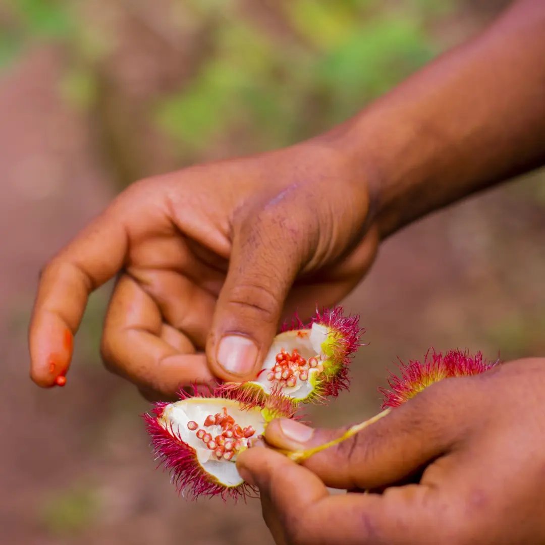 Achiote Seeds — Zanzibar Spice Farm