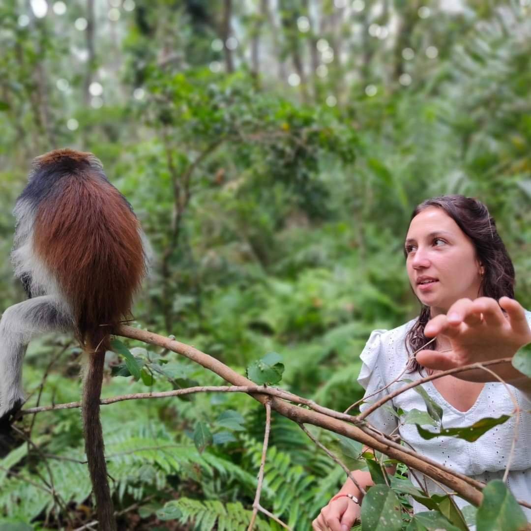 Red Colobus Monkey — Jozani Forest