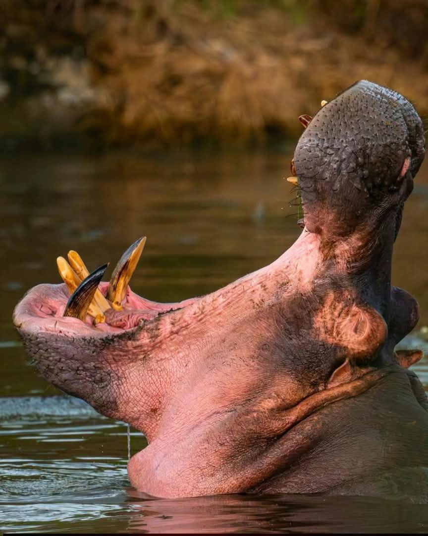 Hippopotamus — East Africa
